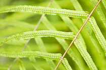 Fern, Detail of green leaves showing pattern.
