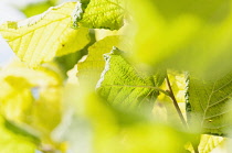 Hazel, Close up  of  leaves.