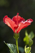 Hibiscus, red flower in profile.