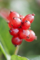 Honeysuckle, Lonicera periclymenum, Close up of a bunch of red berries.