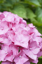 Hydrangea, Hydrangea macrophylla 'Benelux', Close up of pink flowerhead.