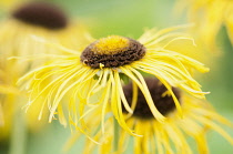 Elecampane, Inula helenium, Close up of fading flowers with the centre stamens starting to turn brown.