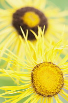 Elecampane, Inula helenium, Close up of fading flowers with the centre stamens starting to turn brown.