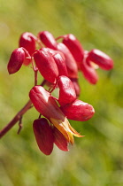 Kalanchoe, Kalanchoe mirabella, Close up of red buds with single emerging orange colourd flower.