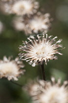 Knapweed  Greater Knapweed, Centaurea scabiosa seedheads.