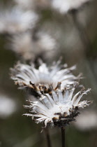 Knapweed, Greater Knapweed, Centaurea scabiosa seedheads.