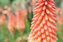 Red hot poker, Kniphofia 'Alcazar', Close up cropped view of a spire with others in soft focus behind.