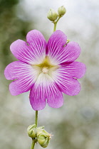 Mallow, Lavatera trimestris, Single pink veined with white flower against a grey dappled background.