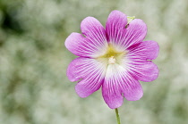 Mallow, Lavatera trimestris, Single pink veined with white flower against a grey dappled background.