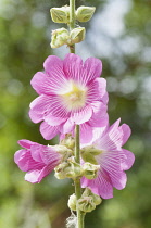 Mallow, Lavatera trimestris, Single pink veined with white flower against a grey dappled background.