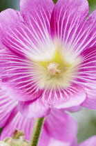 Mallow, Lavatera trimestris, Single pink veined with white flower against a grey dappled background.