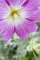 Mallow, Lavatera trimestris, Single pink veined with white flower against a grey dappled background.