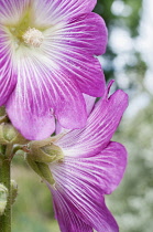 Mallow, Lavatera trimestris, Single pink veined with white flower against a grey dappled background.