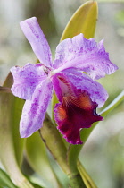 Orchid, Close up of purple coloured flower.