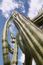 Cactus, Mexican fence post cactus, Pachycereus Marginatus viewed from below against a blue sky with wispy clouds.