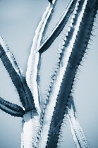 Cactus, Mexican Giant Cardon, Pachycereus pringlei, Close up blue duotone colour.