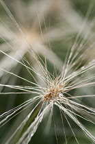 Feathertop, Pennisetum villosum, Close up showing spiky detail.