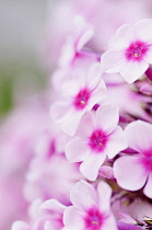 Phlox, Phlox paniculata 'miss pepper', Close up showing pink flower cluster.