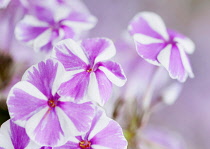 Phlox, Meadow phlox, Phlox maculata 'Natascha', Close view of the pink and white striped flower.
