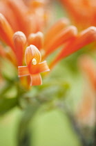 Flame vine, Pyrostegia venusta, Dramatic close up of the orange tubular flowers.