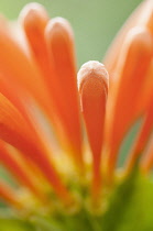 Flame vine, Pyrostegia venusta, Dramatic close up of the orange tubular flowers.