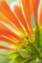 Flame vine, Pyrostegia venusta, Dramatic close up of the orange tubular flowers.