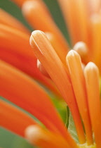 Flame vine, Pyrostegia venusta, Dramatic close up of the orange tubular flowers.