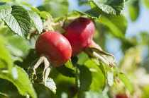 Rose, Rosa rugosa 'alba' hips, Close up of two red hips growing on the plant.