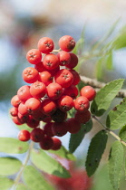 Rowan,Mountain Ash, Sorbus aucuparia, A clump of red berries.