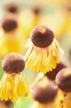 Coneflower, Black-eyed Susan, Rudbeckia, Mass of shuttlecock shaped flowers.