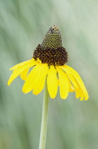 Great Coneflower, Rudbeckia maxima, Side on view of a single flower against green dappled background, showing the pointed cone shaped centre.