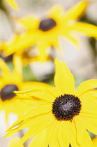 Coneflower, Black Eyed Susan, Rudbeckia, Close up of yellow flowers.