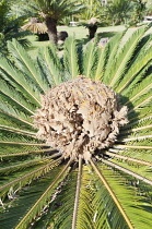 Palm, Sago Palm, Cyas revoluta, Close up of Female plant.