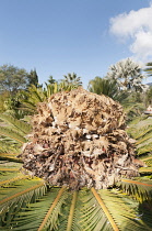 Palm, Sago Palm, Cyas revoluta, Close up of Female plant.