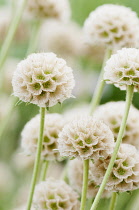 Grass Leaved Scabious, Scabiosa graminifolia, Several papery globe shaped seedheads.