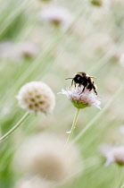 Grass Leaved Scabious, Scabiosa graminifolia, Several papery globe shaped seedheads with bee feeding on nectar.