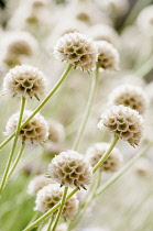 Grass Leaved Scabious, Scabiosa graminifolia, Several papery globe shaped seedheads.