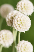 Grass Leaved Scabious, Scabiosa graminifolia, Several papery globe shaped seedheads.