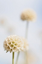 Grass Leaved Scabious, Scabiosa graminifolia, Several papery globe shaped seedheads.