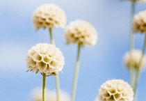 Grass Leaved Scabious, Scabiosa graminifolia, Several papery globe shaped seedheads.