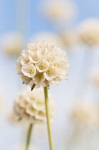 Grass Leaved Scabious, Scabiosa graminifolia, Several papery globe shaped seedheads.