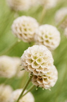 Grass Leaved Scabious, Scabiosa graminifolia, Several papery globe shaped seedheads.