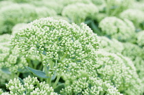 Ice plant, Sedum telephium subsp. maximum 'Gooseberry Fool',  Close view of several flowerheads in bud.