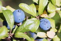 Blackthorn, Sloe, Prunus spinosa, Close up showing the bluew coloured berries.