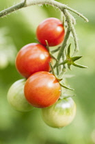 Tomato, Lycopersicon esculentum 'Losetto', A bunch showin red and green tomatoes.