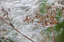 Rosebay willowherb, Chamerion augustifolum,  Seeds on umbellifera.