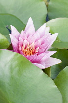 Water lily, Nymphaea, Pink coloured flower emerging from leaves.