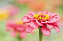 Zinnia, Zinnia elegans, Side view of pink flower.