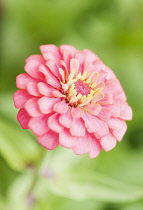 Zinnia, Zinnia elegans, Side view of pink flower.