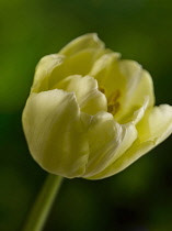 Tulip, Tulipa, Close side view of cream coloured flower against green background.